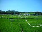 Rising Carbon Dioxide Levels Lead to Low Nitrogen Content in Crops