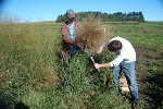 Researchers Examine Alternative Switchgrass Breeding Methods to Increase Biofuel Production