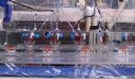 New Study Shows How Rising Carbon Dioxide Levels Due to Climate Change Affect Freshwater Fish
