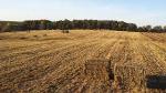 Study Compares Water Use of Conventional Corn Crops to Perennial Cropping Systems