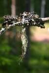 Lichens, Mosses and Cyanobacteria Release Large Amounts of Greenhouse Gas