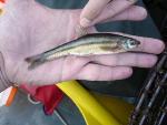 Impact of Climate Change on Future Fish Communities Must Be Anticipated