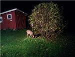 Urban Wildlife Should be Cherished for the Ecological Benefits