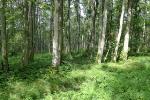 Biodiversity in Herb Layer has not Changed in Recent Decades