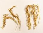 Rice Could be Cultivated to Emit Virtually no Methane with Addition of a Single Gene