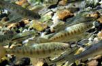 Ocean Conditions Affecting Biodiversity of Two Northern Pacific Salmon Species