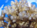 Adult Corals Exposed to Ocean Acidification May Help Offspring Adjust to Future Climate Change