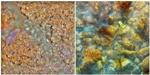 New Study Provides Stark Look into the Future of Ocean Acidification