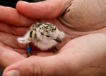 Gravel-Nesting Birds Raise More Successful Offspring