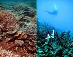 Ocean Warming and Acidification May Continue Beyond 2100 Despite Paris Climate Talk Success