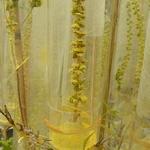 BIOP Researchers Study How Nitrogen Oxides Affect Plant Pollen