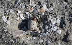 Toxic Chemical Spreads Beyond Superfund Site