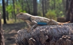 Global Climate Change Negatively Impacts Lizard Embryos