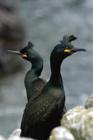 Stronger Winds due to Climate Change Could Impact Wild Animal Populations