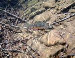Warming Temperatures Could Lead to Smaller Brook Trout Distribution