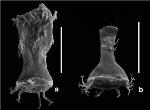 Heavy Metal Pollution May Have Contributed to Large Extinction Events
