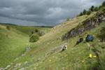Anthropogenic Climate Change Could Alter Genetic Diversity of Wild Plant Species