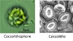 Physiological Significance of Coccolith Formation Can Help Promote Efficient Bioenergy Production