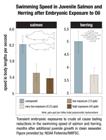 Low-Level Oil Exposure impacts Wild Fish Populations