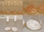 EMSL User Program Projects Aim to Create Sustainable Carbon Sources from Biomass