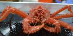 Warming Ocean Could Make King Crabs Predators in Antarctic Marine Ecosystems