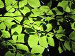 Broadleaf Trees Becoming Less Sensitive to Global Warming