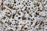 Common Mealworms Could Biodegrade Plastic