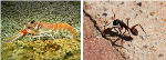 New Method to Obtain Biofertilizer from Exoskeletons of Crustaceans and Insects