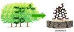 Wood Could Soon Replace Petroleum for Manufacturing Chemical Substances