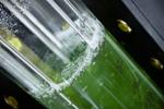 Cyanobacteria Uses Sunlight and Water to Directly Make Hydrogen