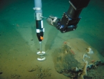 Warming of Arctic Waters May Impact Sensitive Marine Ecosystems in Polar Regions