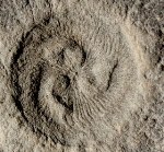Computer Simulations Reveal Much More Complexity in Earth's First Ecosystems