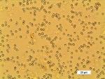 Evolutionary Responses of Phytoplankton Important in Developing Climate Change Models