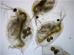 Recent UBC Study Reveals how Animals Respond to Climate Change
