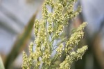 Research Project to Improve Sorghum for Biofuel Gets $13.5 Million U.S. DOE Award