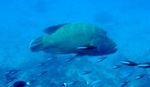 Permanent Protected Areas and Wilderness Key to Effective Conservation of Marine Ecosystems
