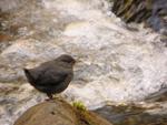 Ecosystems Rebound Rapidly When Dams Come Down and Rivers Resume Their Natural Flow