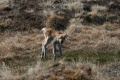 Plant-Eating Animals Struggling as a Result of Climate Change