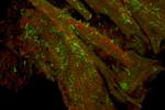 Researchers Analyze Nature’s Best Biocatalysts to Boost Efficiency of Biofuel Production