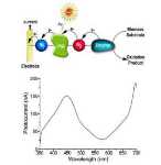 Researchers Use Photo-Bioelectrochemical Cells to Convert Solar Energy into Electrical Power