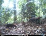 Study Results Help Conservation Planning for Elusive Bush Dogs