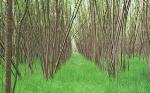 Sustainable Bioenergy Will Assist the UK Towards a Low Carbon Economy