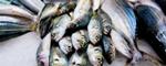 Fish Populations across the World's Oceans Contaminated with Persistent Organic Pollutants