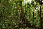 Many Climate Adaptation Strategies May Have Negative Impact on Nature and People in the Long-Term