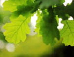 Scientists Use Leaves and Sodium to Make Batteries