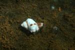 Scientists Study Impacts of Ocean Acidification on Genetical Adaptability of Marine Species