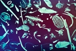 Impact of Mixotrophic Lifestyle on Ocean’s Carbon Storage