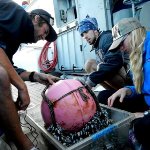 Plastics Debris Could Better Transport Foreign Species across Oceans with the Help of Barnacles
