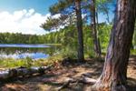 JRC Scientists Reveal Biophysical Effects of Forest Losses