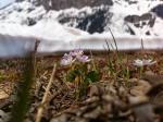 Dartmouth College-led Study Shows How Frost Induced by Climate Change Affects Early Plant Reproduction